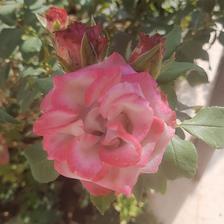 Damask Rose (27).jpeg