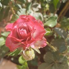 Damask Rose (10).jpeg