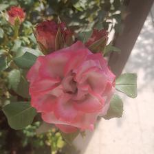 Damask Rose (101).jpeg