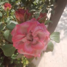 Damask Rose (102).jpeg