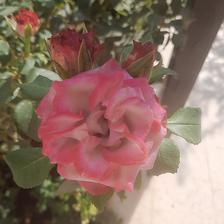 Damask Rose (103).jpeg