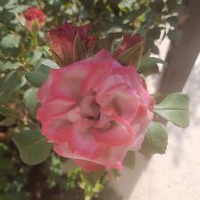 Damask Rose (106).jpeg