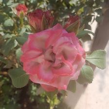 Damask Rose (109).jpeg