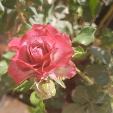 Damask Rose (11).jpeg