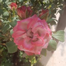 Damask Rose (110).jpeg