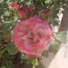 Damask Rose (111).jpeg