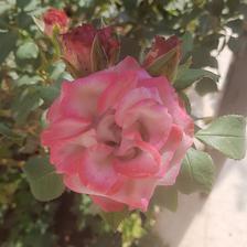 Damask Rose (112).jpeg