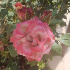 Damask Rose (114).jpeg