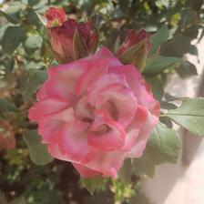 Damask Rose (115).jpeg