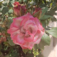 Damask Rose (117).jpeg