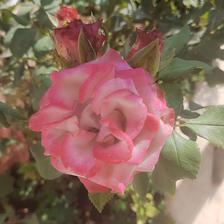 Damask Rose (118).jpeg