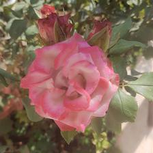 Damask Rose (119).jpeg