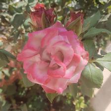 Damask Rose (122).jpeg