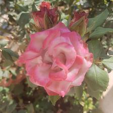 Damask Rose (123).jpeg