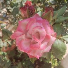 Damask Rose (124).jpeg