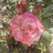 Damask Rose (125).jpeg