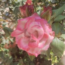 Damask Rose (126).jpeg