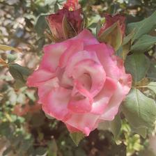 Damask Rose (127).jpeg