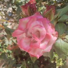 Damask Rose (128).jpeg
