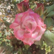 Damask Rose (129).jpeg