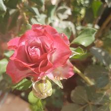 Damask Rose (13).jpeg
