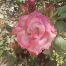 Damask Rose (130).jpeg
