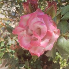 Damask Rose (131).jpeg