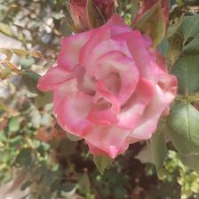 Damask Rose (132).jpeg