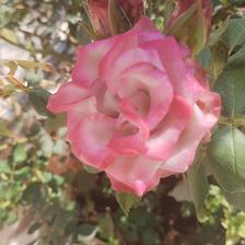 Damask Rose (133).jpeg