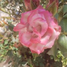 Damask Rose (134).jpeg