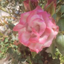 Damask Rose (135).jpeg