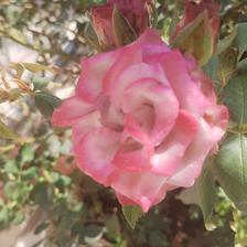 Damask Rose (136).jpeg