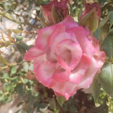 Damask Rose (137).jpeg