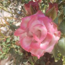 Damask Rose (138).jpeg
