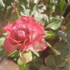 Damask Rose (14).jpeg