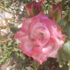 Damask Rose (140).jpeg