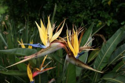 Birds of paradise plant oaxaca.jpg