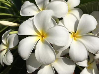 Plumeria rubra.jpg