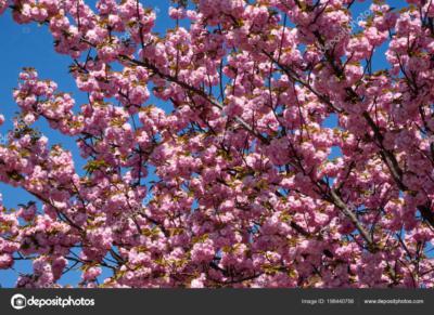 primavera rosa.jpg