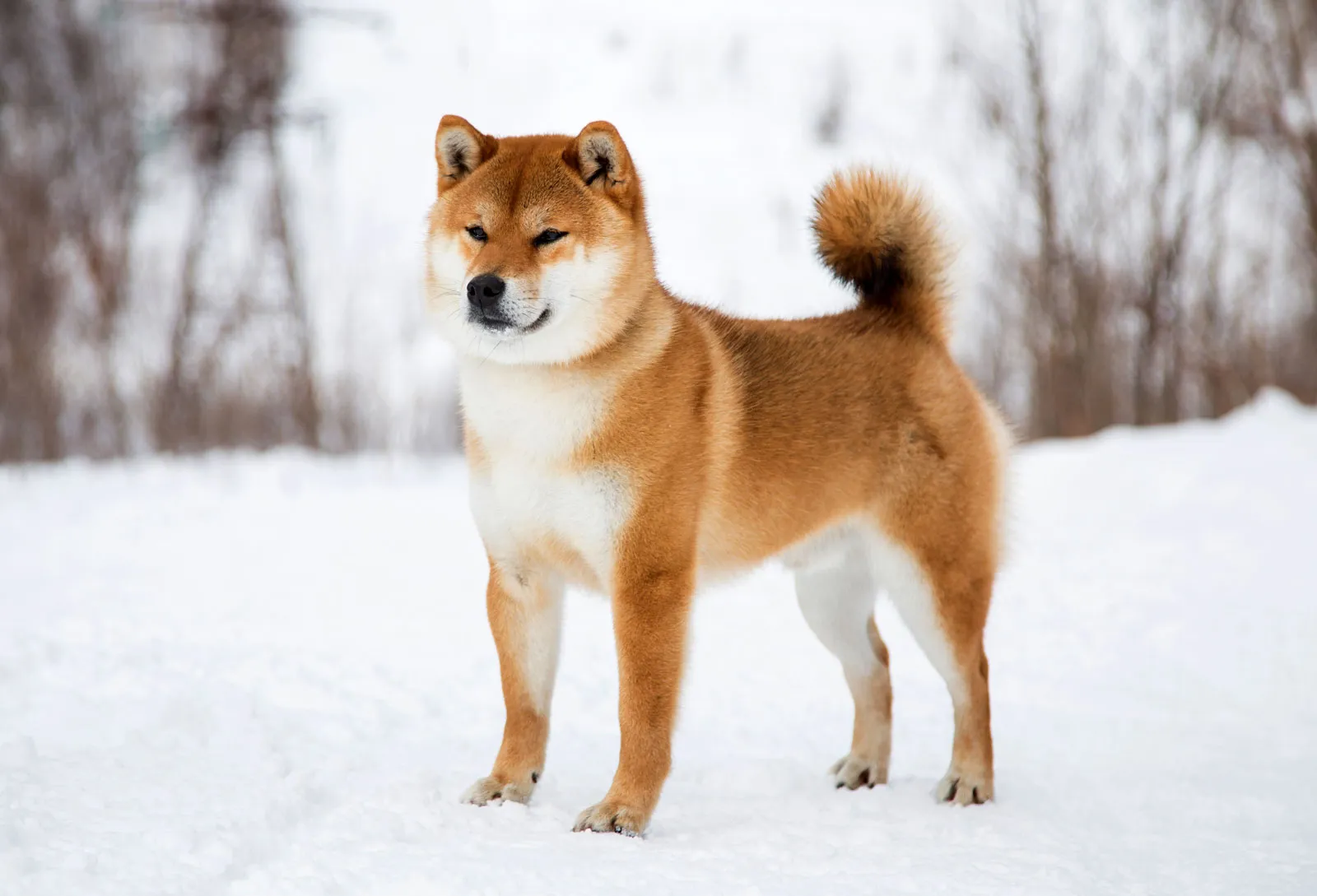 shiba-inu-dog-in-the-snow.jpg