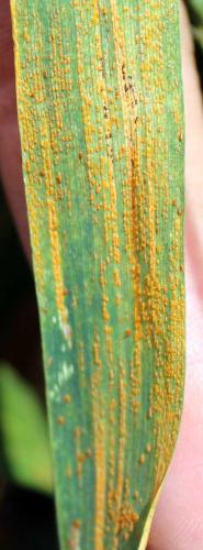 Corn_Common_Rust (1).jpg