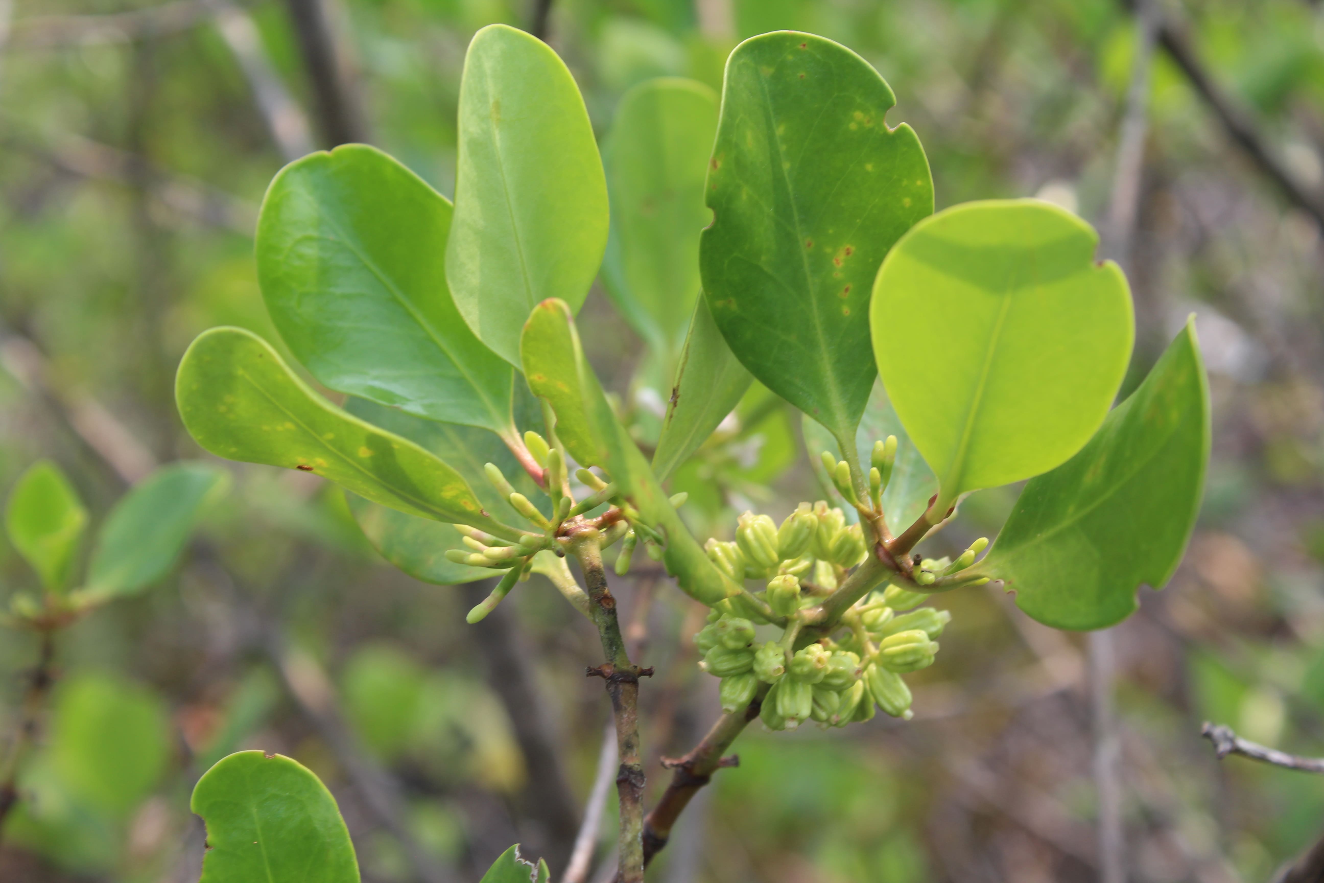 Scyphyphora hydrophyllacea.JPG