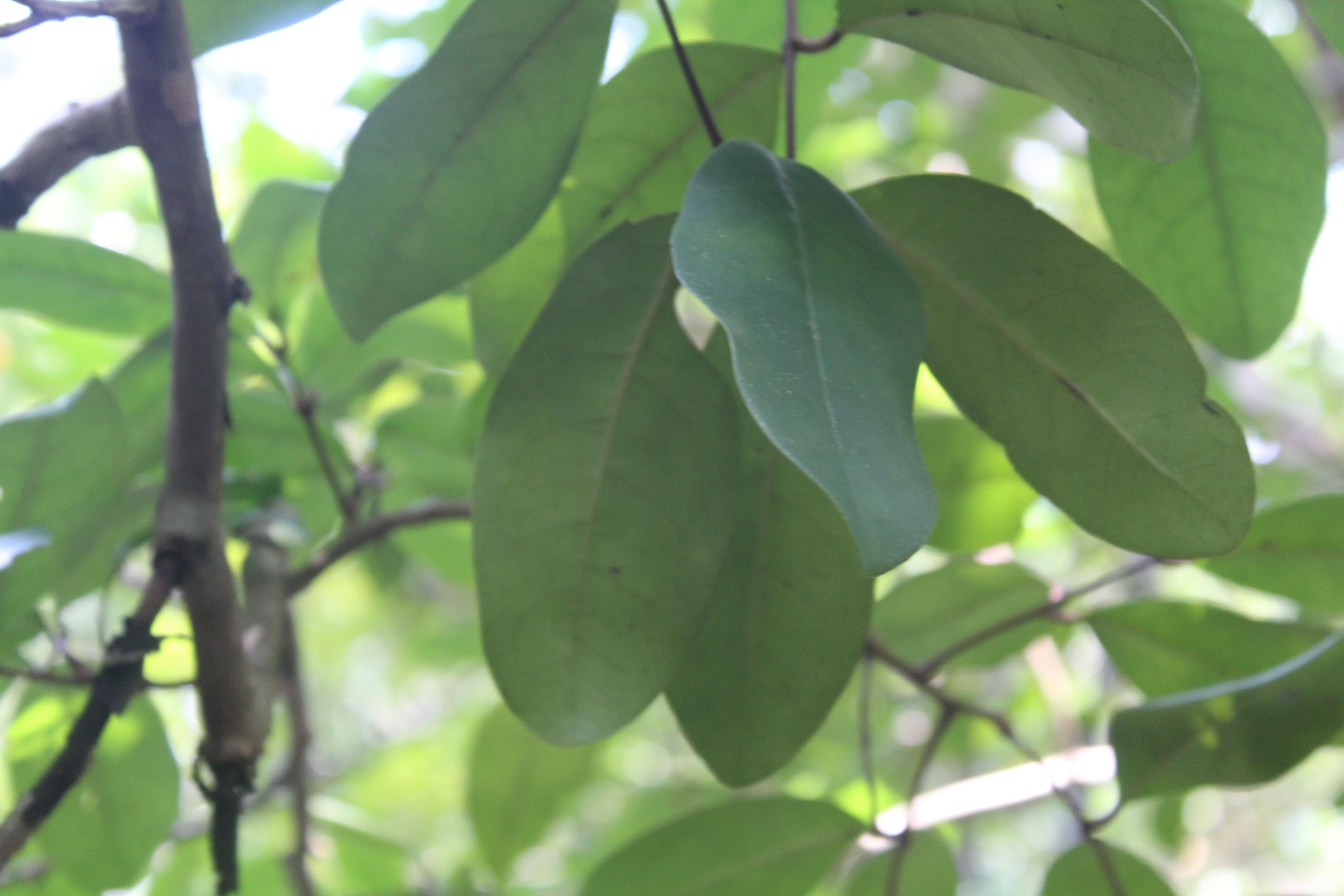 Xylocarpus granatum.JPG