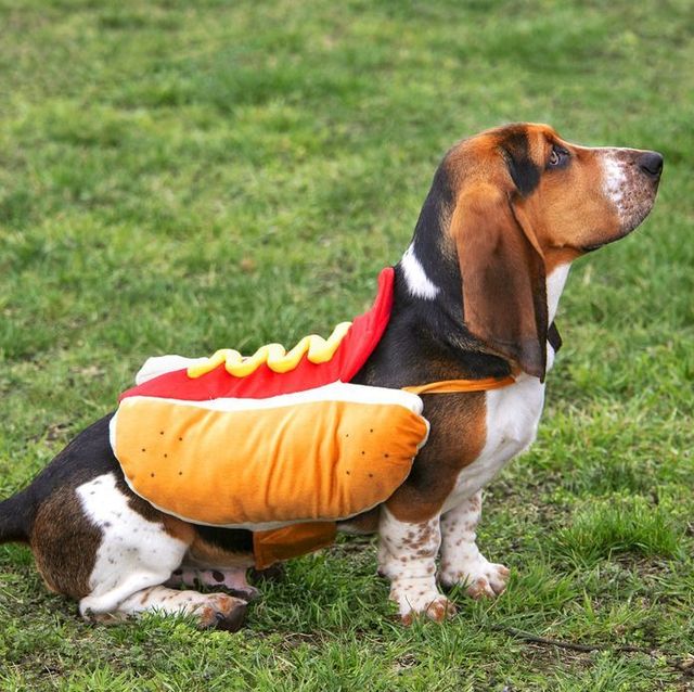 dog-halloween.jpeg