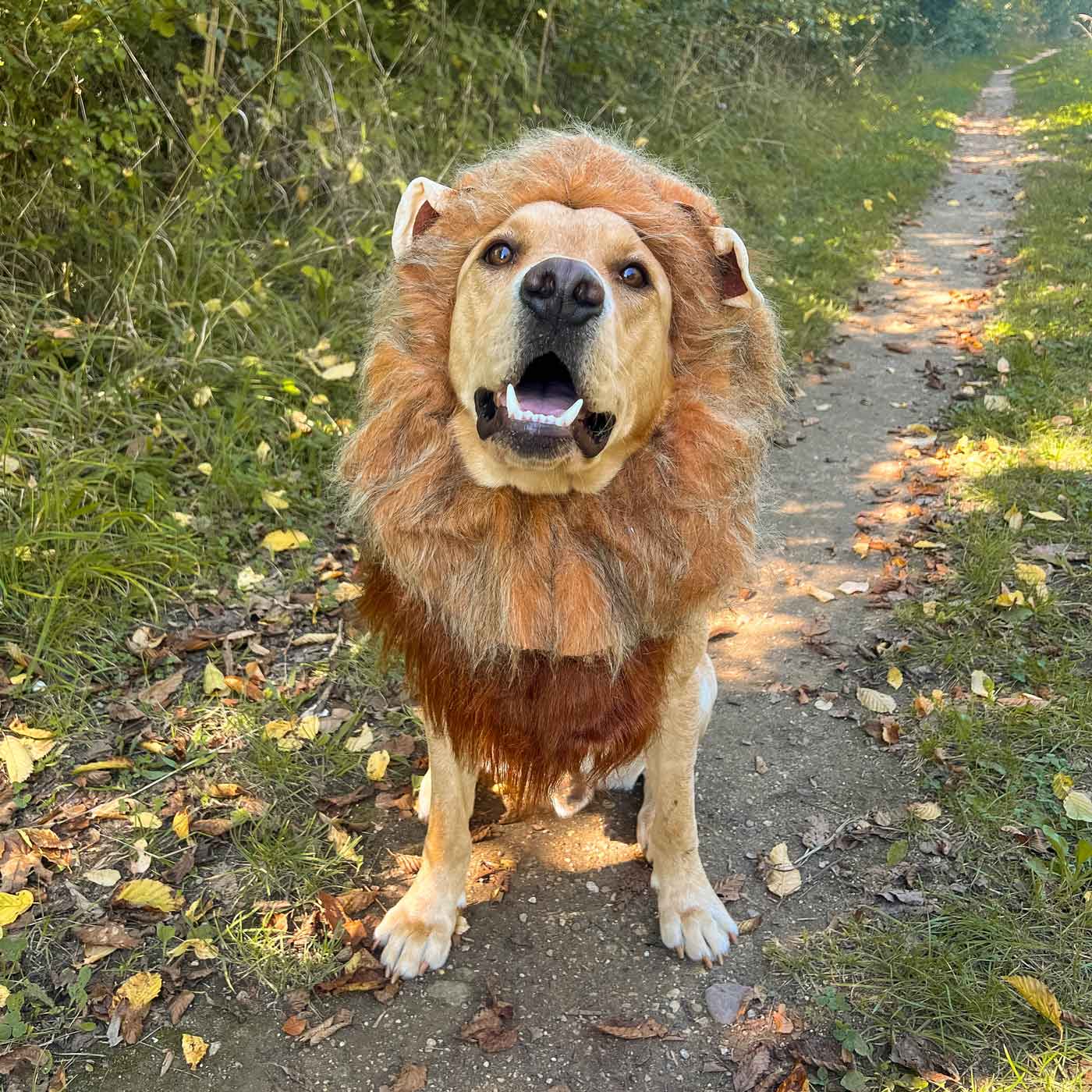 lion-dog-costume.jpg