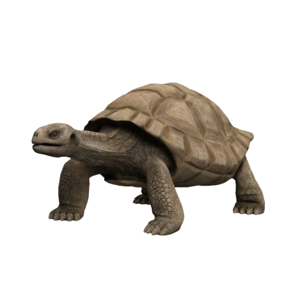 turtle.png