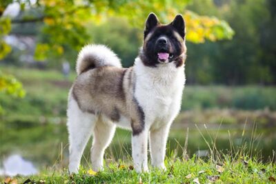 Akita-standing-outdoors-in-the-summer-400x267.jpg