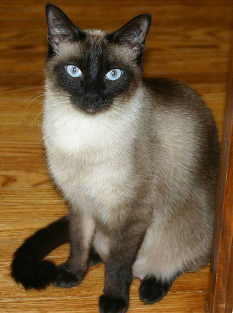 siamese.jpg