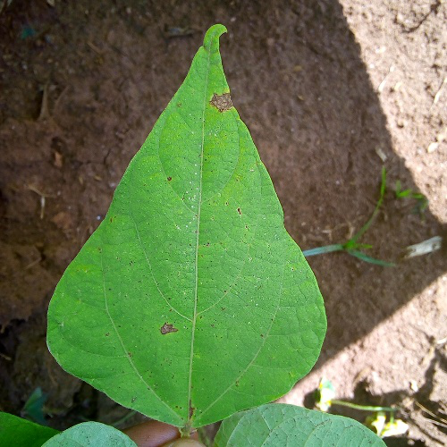 leaf2.png