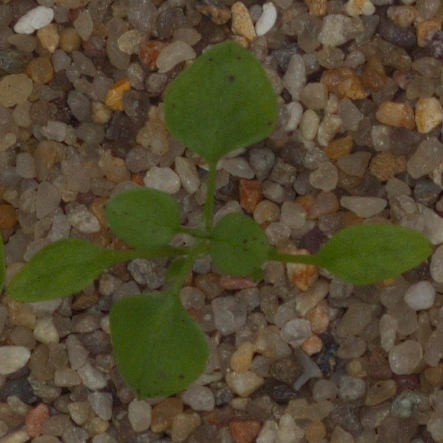 CommonChickweed.png
